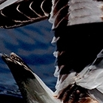 Mouette  IMG 2103